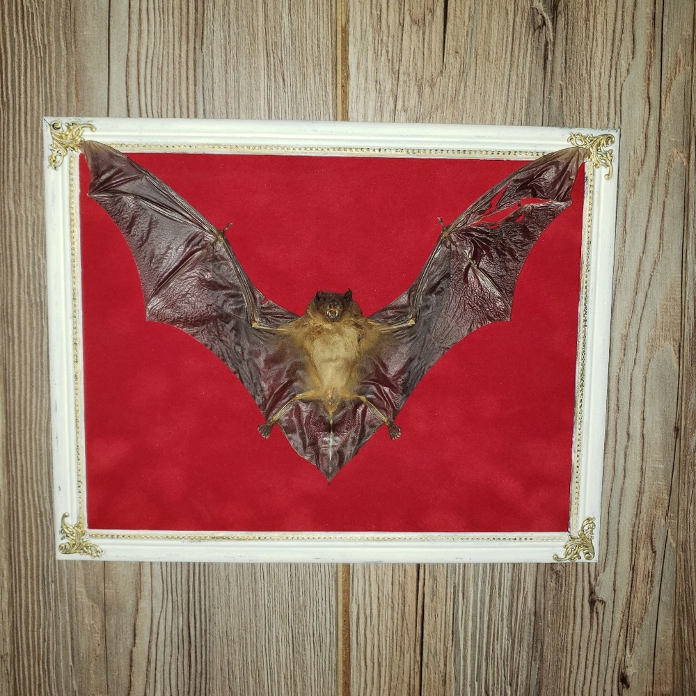🦇Taxidermy Bat